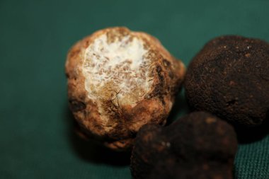 White and black truffles mushroom close up background botanical prints tuber magnatum aestivum family tuberaceae big size high quality pictures