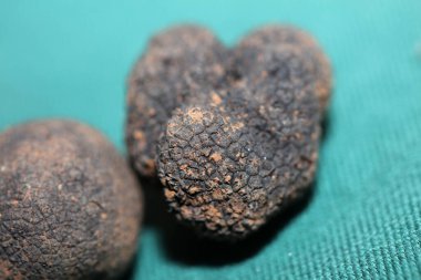 Black truffles mushrooms close up background tuber aestivum family tuberaceae high quality big size prints