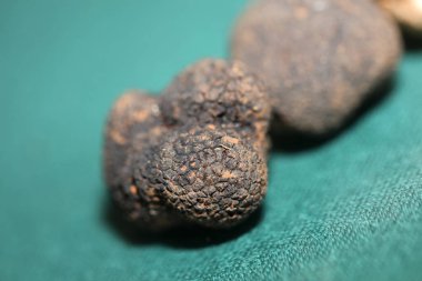 Black truffles mushrooms close up background tuber aestivum family tuberaceae high quality big size prints