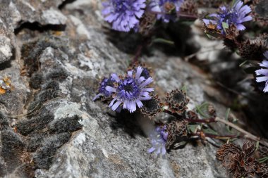 Blue wild flower blossom close up botanical background globularia alypum family plantaginaceae big size high quality instant prints