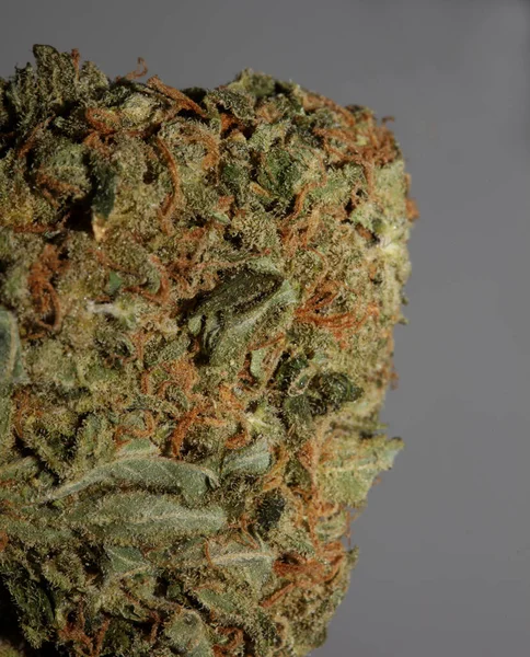 Medizinische Marihuana Blume Super Knospen Freizeit Ganja Nahaufnahme Botanischen Bestand — Stockfoto