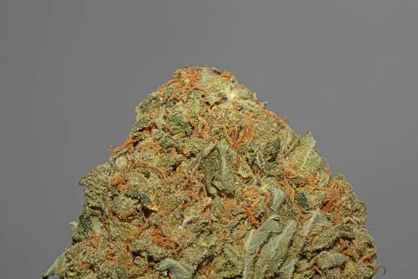 Lékařská Marihuana Květ Super Pupeny Rekreační Ganja Zblízka Botanické Stock — Stock fotografie