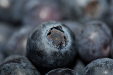 Taze yaban mersinlerinin arka plan görüşü sağlıklı ve diyet konsepti. Yüksek kalite botanik baskılı aşı. Corymbosum ailesi ericaceae.