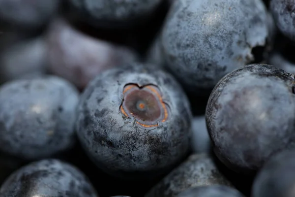 Frische Blaubeeren Hintergrundansicht Konzept Der Gesunden Und Ernährenden Ernährung Große — Stockfoto