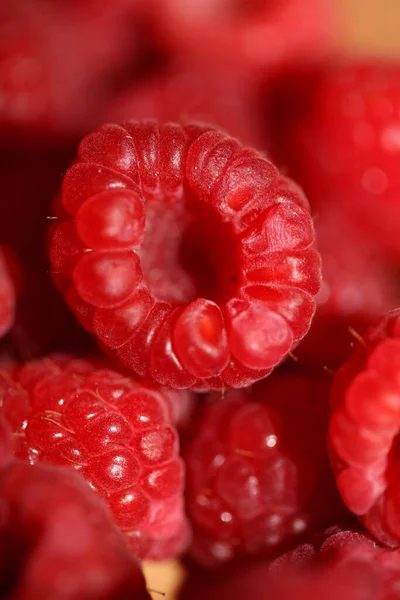 Olgun kırmızı ahududuların arka planı. Doğal sağlıklı vitaminler. Büyük boy botanik baskılar.