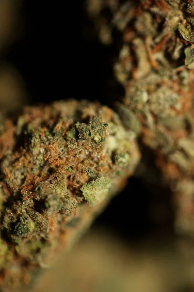 Prescription Medical Marijuana Flower Black Canvas Cannabis Bud Weed Strain — Stock Photo, Image