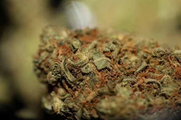 Reçeteli Tıbbi Marihuana Çiçeği Siyah Tuval Kenevir Otu Otu Türü — Stok fotoğraf