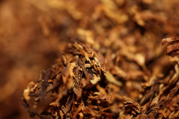 Rolling Szárított Dohány Levelek Közelről Háttér Nagy Méret Kiváló Minőségű — Stock Fotó