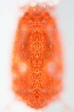 Çiçek doğal potpuri kökleri garip tropikal meyve makro arka plan 50 megapiksel çılgın psiko tasarım büyük boy hazır fotoğraf baskıları