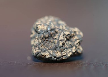 Vahşi, taze kış mantarları arka planı kapatır. Büyük boy tüp hazır baskılar botanik stok fotoğrafçılığı.