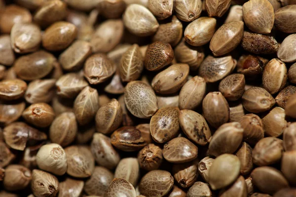 Esrar çekirdekleri modern arka planı kapatır yüksek kaliteli botanik ot doğal kenevir tohumlama kenevir konsum yasal kampagne kiffen basar