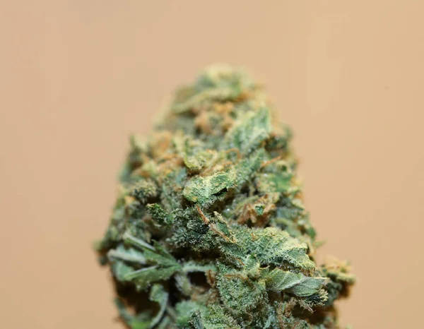 Orvosi Marihuána Virág Közelről Cannabis Bud Tiszta Gyógyszerészeti Kábítószer Törzs — Stock Fotó