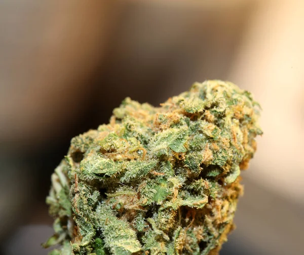 Tıbbi Marihuana Çiçeği Kenevir Tohumu Otunu Kapat Saf Eczacılık Uyuşturucusu — Stok fotoğraf
