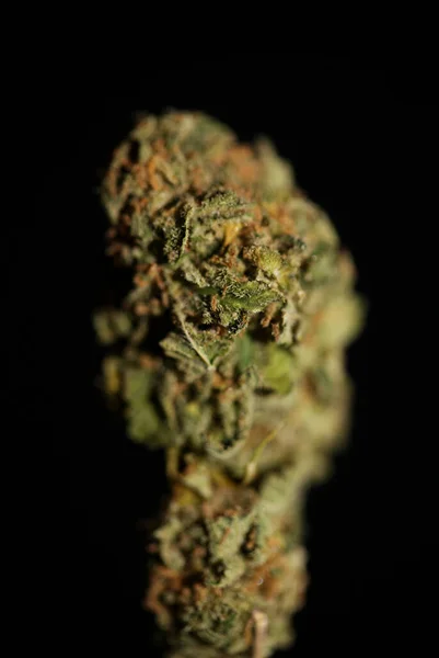 마리화나 꽃봉오리 Cannabis Flows 대마초 Haze 식물학적 배경의 고품질 프린트 — 스톡 사진
