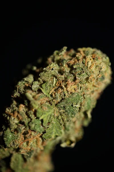 Medyczne Marihuana Kwiat Zbliżenie Marihuana Pąki Chwasty Czysty Farmaceutyczny Dope — Zdjęcie stockowe