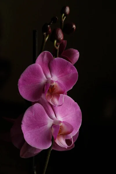 Lila Schöne Orchidee Blume Blühen Nahaufnahme Hintergrund Botanische Hohe Qualität — Stockfoto
