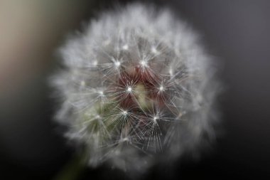 Taraxacum officinale karahindiba yakın çiçek açan Asteraceae ailesi botanik arka planı yüksek kaliteli hazır fotoğraf baskısı