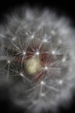 Taraxacum officinale karahindiba yakın çiçek açan Asteraceae ailesi botanik arka planı yüksek kaliteli hazır fotoğraf baskısı