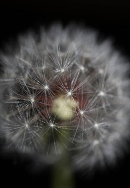 Taraxacum officinale karahindiba yakın çiçek açan Asteraceae ailesi botanik arka planı yüksek kaliteli hazır fotoğraf baskısı