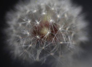 Taraxacum officinale karahindiba yakın çiçek açan Asteraceae ailesi botanik arka planı yüksek kaliteli hazır fotoğraf baskısı