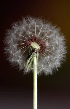 Taraxacum officinale karahindiba yakın çiçek açan Asteraceae ailesi botanik arka planı yüksek kaliteli hazır fotoğraf baskısı