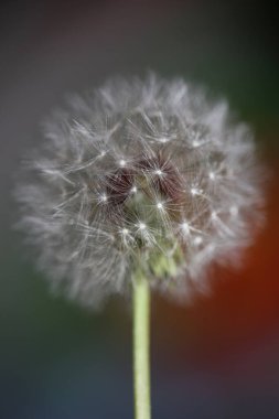 Taraxacum officinale karahindiba yakın çiçek açan Asteraceae ailesi botanik arka planı yüksek kaliteli hazır fotoğraf baskısı