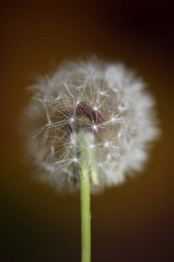 Taraxacum officinale karahindiba yakın çiçek açan Asteraceae ailesi botanik arka planı yüksek kaliteli hazır fotoğraf baskısı