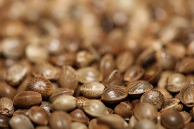 Tıbbi marihuana tohumları modern arka planı kapatır yüksek kaliteli botanik tüttürme otu doğal kenevir tohumlama keneviri sativa ailesi cannabaceae basar