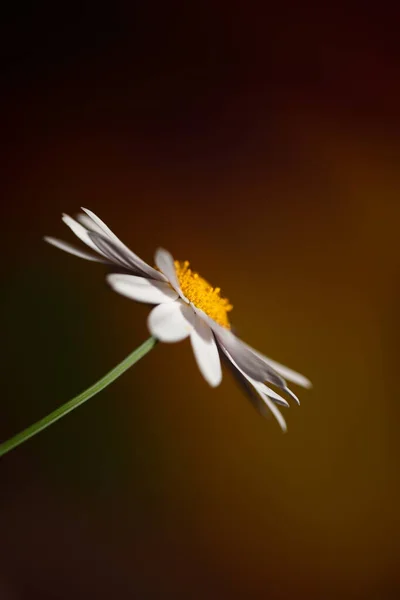 Steaua Albă Înflorire Macro Botanică Fundal Leucanthemum Familie Maximă Asteraceae — Fotografie, imagine de stoc