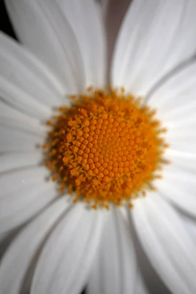 Estrela Branca Floração Macro Fundo Botânico Leucântemo Família Máxima Asteraceae — Fotografia de Stock