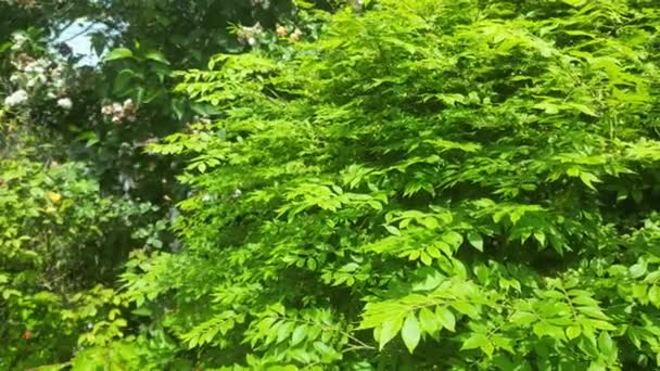 Närbild Gröna Växter Blad Klarblå Himmel Svajande Vinden Natur Landskap — Stockvideo