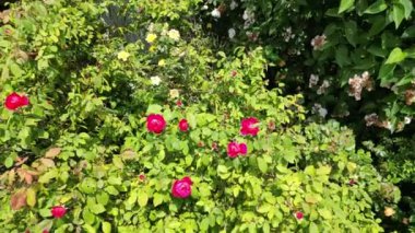 Kırmızı güllere yakın bitkiler muhteşem doğa manzarası yaz tatili terapisi dinlendirici büyük boy botanik görüntüler Dji 3 mini profesyonel