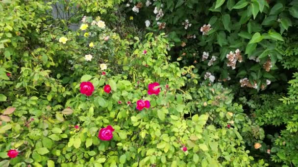 Tutup Bunga Mawar Merah Tanaman Alam Yang Menakjubkan Scape Dingin — Stok Video