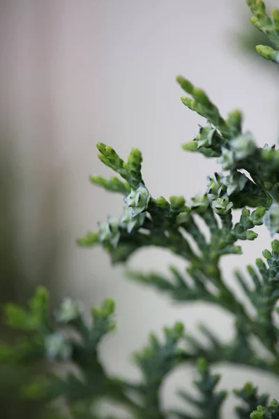 Frukt Närbild Bakgrund Juniperus Thurifera Familj Cupressaceae Stor Storlek Hög — Stockfoto