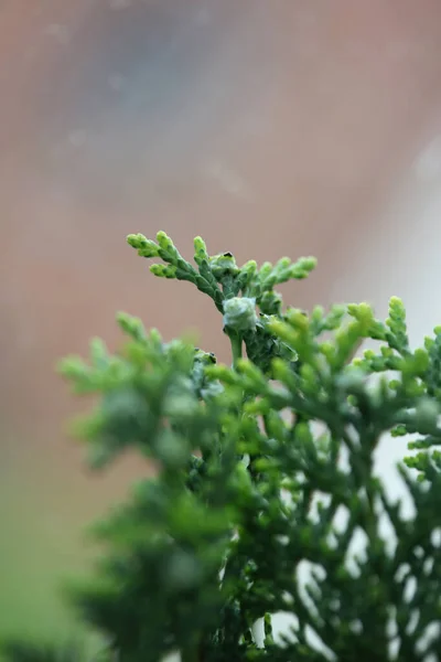 Fruit Close Background Juniperus Thurifera Famille Cupressaceae Impressions Botaniques Grande — Photo