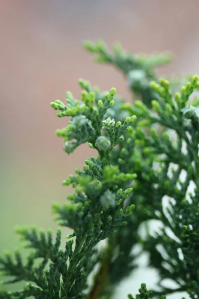Fruto Cerca Fondo Juniperus Thurifera Familia Cupressaceae Gran Tamaño Impresiones — Foto de Stock
