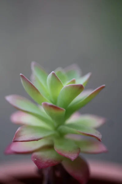Blomma Blad Närbild Botanisk Bakgrund Sedum Kimnachii Familj Crassulaceae Stor — Stockfoto