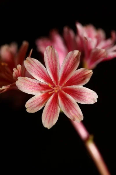 Beautiful Pink Flower Summer Blossoming Close Botanical Background Lewisia Leeana — Stock Photo, Image