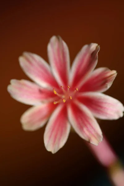 Beautiful pink flower summer blossoming close up botanical background lewisia leeana family montiaceae big size high quality modern instant prints