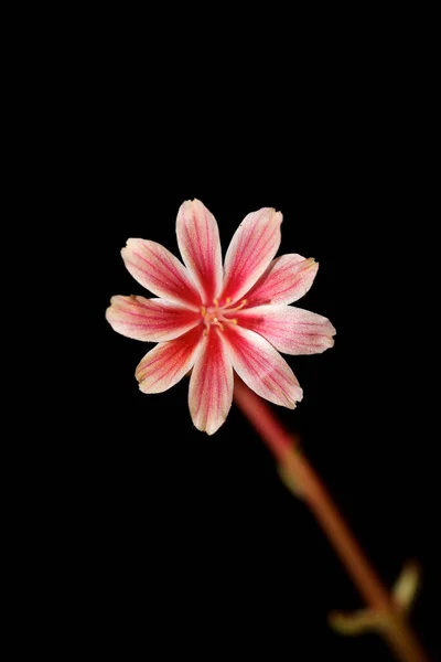 Beautiful Pink Flower Summer Blossoming Close Botanical Background Lewisia Leeana — Stock Photo, Image