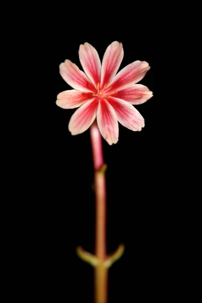 Beautiful pink flower summer blossoming close up botanical background lewisia leeana family montiaceae big size high quality modern instant prints