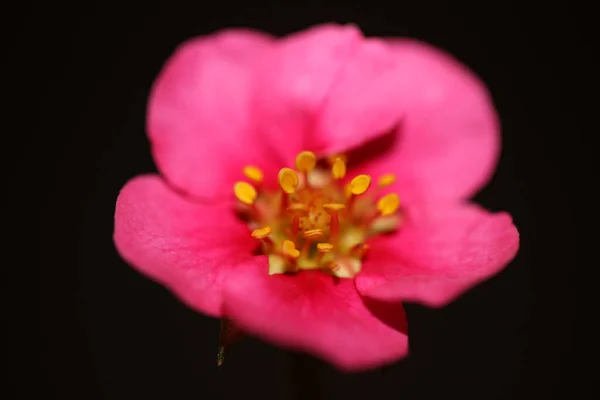 Rosa Erdbeerblüte Nahaufnahme Botanischer Hintergrund Fragaria Familie Rosaceae Hohe Qualität — Stockfoto