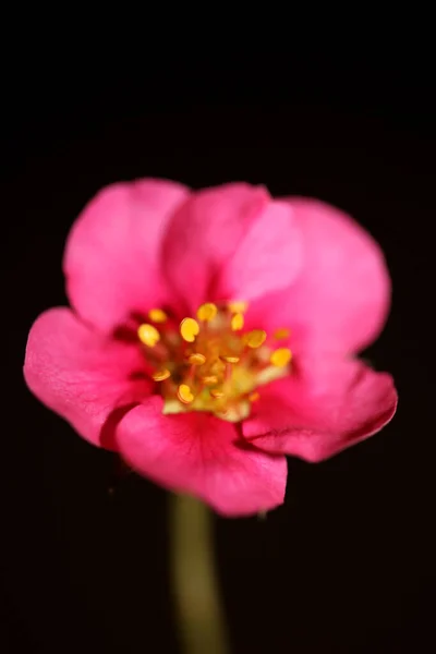 Розовый Клубничный Цветок Цветет Крупным Ботаническим Фоном Fragaria Семьи Rosaceae — стоковое фото