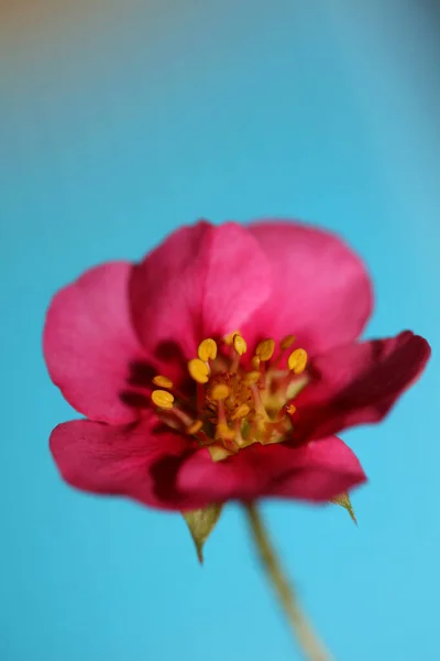 Różowy Truskawka Kwiat Kwiat Zbliżenie Botaniczne Tło Fragaria Rodzina Rosaceae — Zdjęcie stockowe