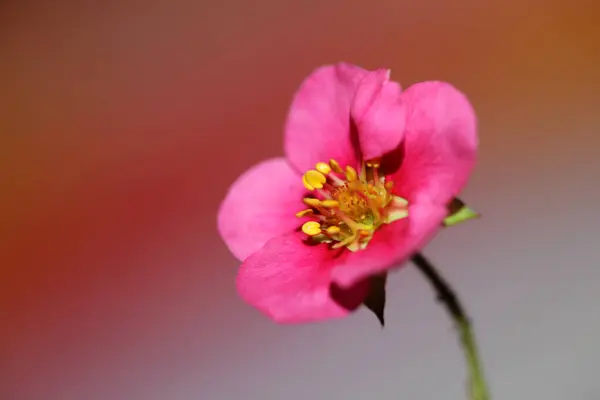 Pink Strawberry Flower Blossom Close Botanical Background Fragaria Family Rosaceae — Stock Photo, Image
