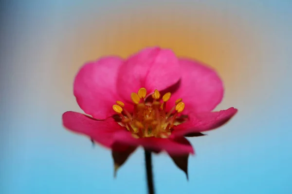 Розовый Клубничный Цветок Цветет Крупным Ботаническим Фоном Fragaria Семьи Rosaceae — стоковое фото