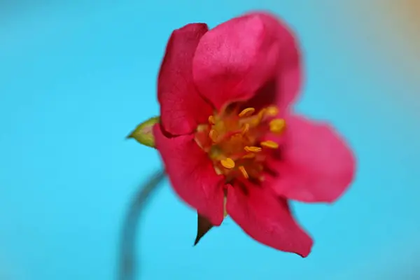 Rosa Erdbeerblüte Nahaufnahme Botanischer Hintergrund Fragaria Familie Rosaceae Hohe Qualität — Stockfoto