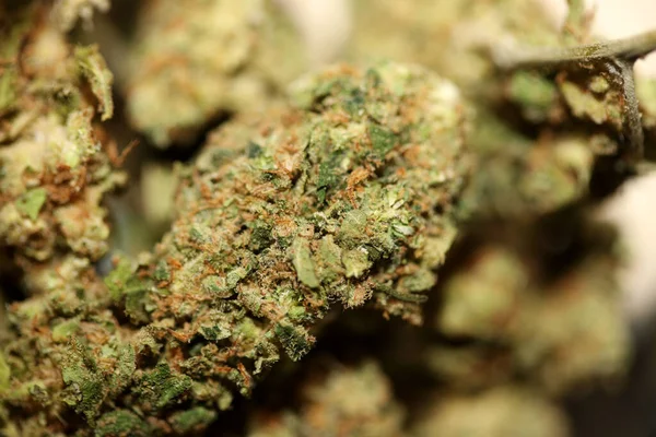 在玻璃罐杂草背景上的大麻药用大麻芽特写大号优质速印 — 图库照片