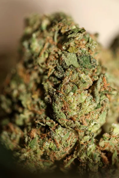 Primer Plano Jack Herrer Brotes Marihuana Medicinal Detalle Cannabis Frasco — Foto de Stock