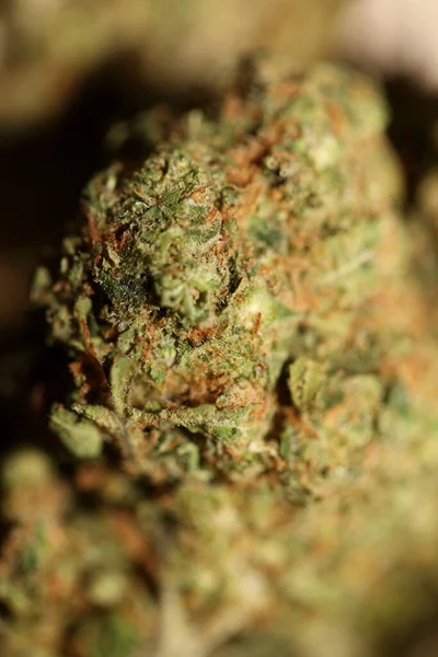 Primer Plano Jack Herrer Brotes Marihuana Medicinal Detalle Cannabis Frasco —  Fotos de Stock
